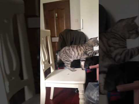 Kittens can open drawers quite skillfully. #catvideos #cat #shorts #cutecat #kitten #kitty #funny