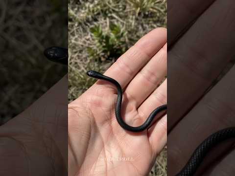 Small to Big Animal Transformations!๐