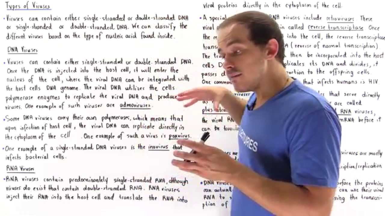 RNA and DNA Viruses