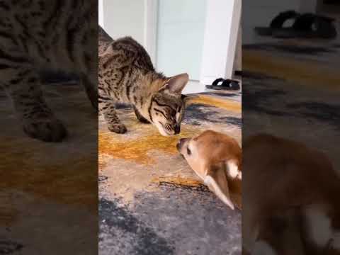 Favorite Friends / Big and small #5  #funny_cats