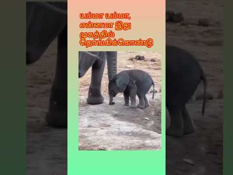 Baby elephant || Mischievous baby elephant