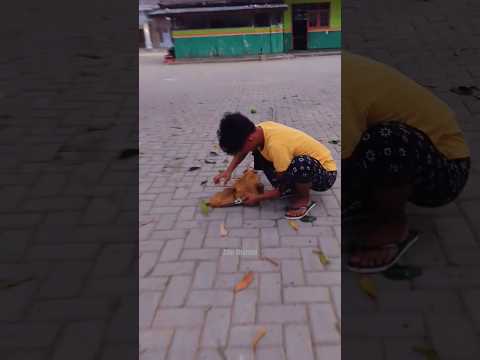 Successfully caught a turtle dove at once #shotrs #viral #trending