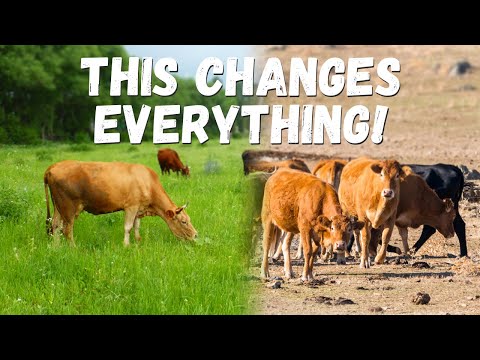 3 Things You NEED to Know to Feed Animals on Pasture | Rotational Grazing