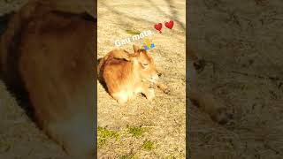 gau mata 💓#sanatandharma #hindu #hinduism #love #viralvideo #viralshort