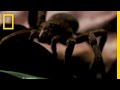 Wandering Spiders and Tarantulas