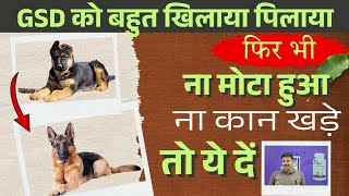 GSD Puppy ko mota kaise kare / German Shepherd Puppy ke kan kaise khada karen