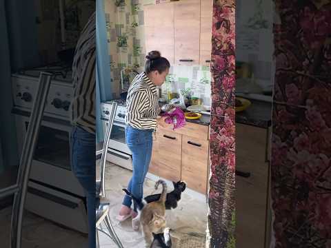 КОРМЛЕНИЕ ПИТОМЦЕВ! ИРИШКА ЧИКИ ПИКИ И БЕЗУМНЫЙ ПАША СОБИРАЮТСЯ В ИНТЕРЕСНУЮ ПОЕЗДКУ!
