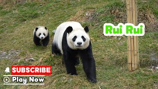 【The Giant Panda Story】Episode 21 Rui Rui, The Super Mom | iPanda