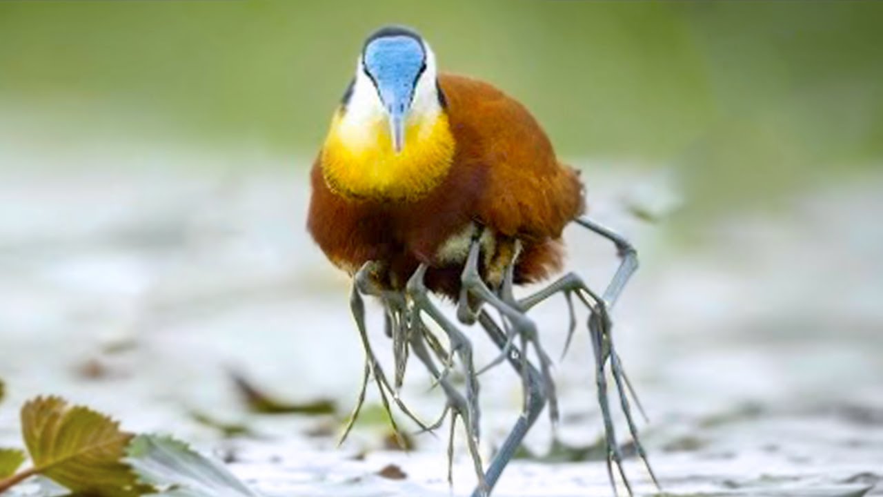 20 Rarest Birds in The World