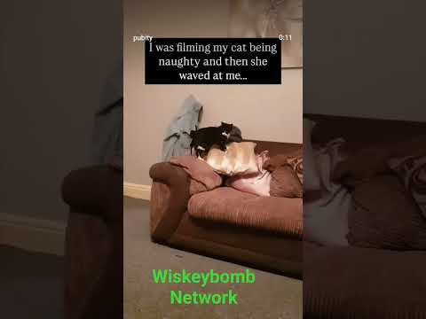 Cat is being recorded acting up and then waves at the camera after being caught!
