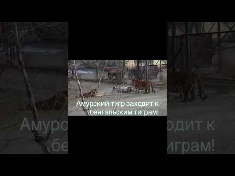 АМУРСКИЙ ТИГР.БОГАТЫРЬ СРЕДИ ТИГРОВ!#тигрёнок #тигры #тигруля #амурскийтигр #хищник #хищники