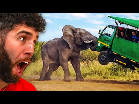 Scariest Animal Encounters Caught On Camera