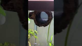 New fish tank 40 gallon set up