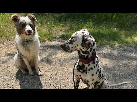 🔴LIVE: Boot and Rye On The Trail