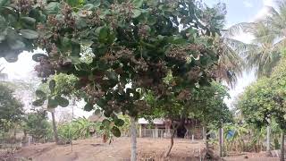 ចន្ទីប្រើជីថ្រានហ្វម 70Aare ទទួលបានផល៤តោន  #agriculture #farming #food #cashew