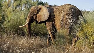 YouTube video thumbnail: Portugal's Last Circus Elephant Finds Refuge in Alentejo Sanctuary