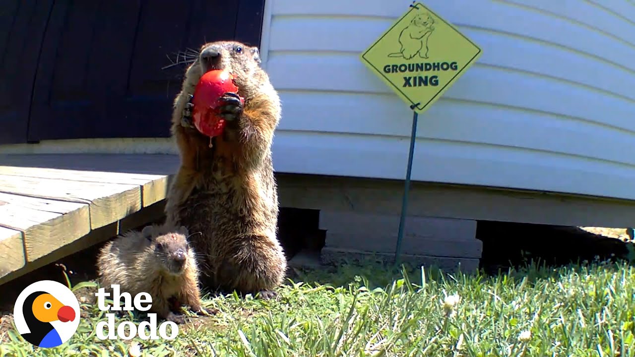 Guy Builds Veggie Garden For Family Of Groundhogs