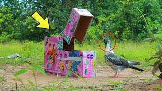 Creative Bird Trap Using Cardboard - Really Unique Bird Trap