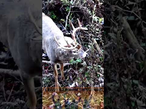 Emotional Big Buck Kill - Girl Shoots Her Biggest Buck While Bow Hunting