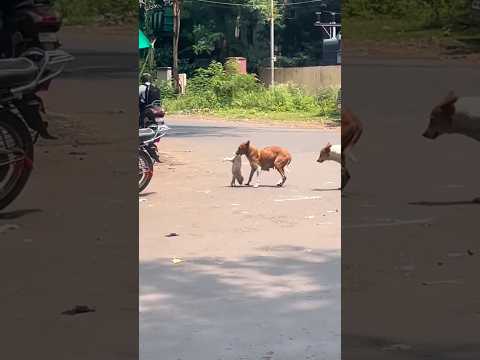 माँ तो माँ होती है #yts#treanding #love #animalrescue #cute#viral reels #pets#animals lovers#viral