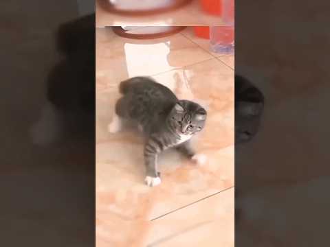 Super cats skills  #cat #funny #viralshorts #shorts #cutecat #reaction
