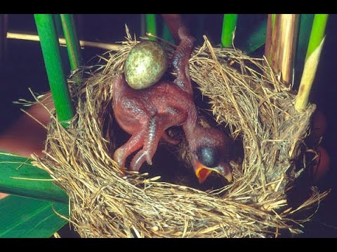 杜鵑托卵 - YouTube(3分57秒)