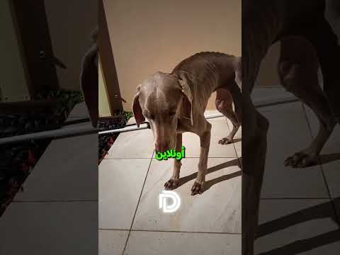 لقد وجدوا العلاج أخيرا 💚