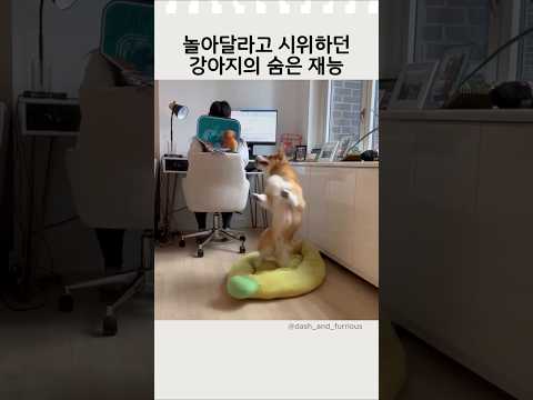 놀아달라고 시위하던 강아지의 숨은 재능 #웰시코기 #반려견