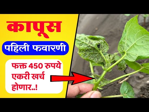 कापूस पहिली फवारणी कोणती करावी / Kapus pahili favarani konti karavi