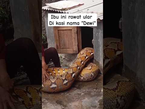 ibu ini pelihara ular di kasih nama DeWi😍😲 #piton #ularbesar #ularpiton