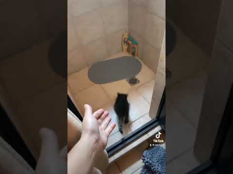 😍Bañando un mapache🦝