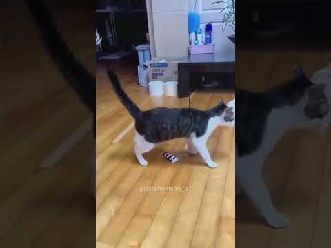 Funny cats#cat #funnypetschannel #funny #funnucats #pets