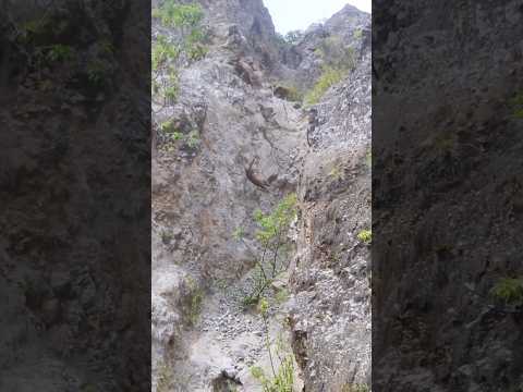 Amazing Wild Boar Fall 🐗 ⛰️ #warthog #pig #boar #hog #viral #animal #wildpig #wildboar #wildlife