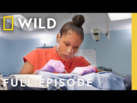 Puppy Lumps (Full Episode) | Pop Goes the Vet with Dr. Joya | Nat Geo Animals