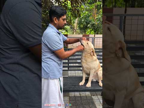 Perfect way to give tablets for your dog🐶