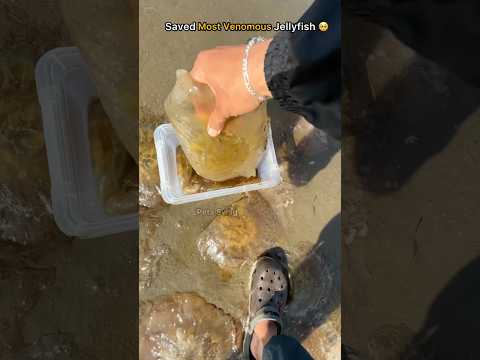 🪼Rescue mission: Over 100+ jellyfish safely returned to their home 🥺