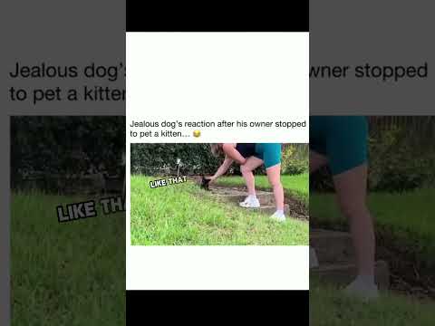 When dog get jealous #cat #funnypets #adoreble #funny #funnyanimals #petvideos #voiceover #shorts