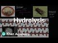 Exploring Hydrolysis of Macromolecules