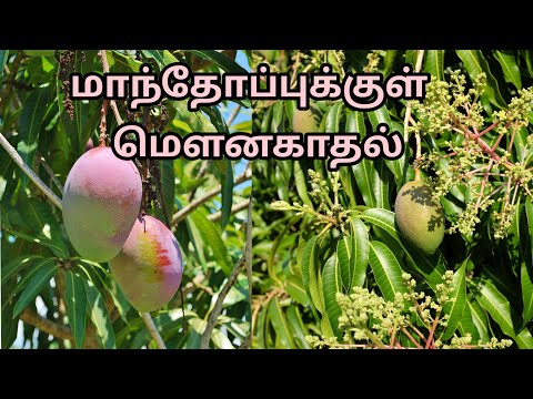 மாந்தோப்புக்குள் ஒரு மௌன காதல்