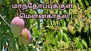 மாந்தோப்புக்குள் ஒரு மௌன காதல்