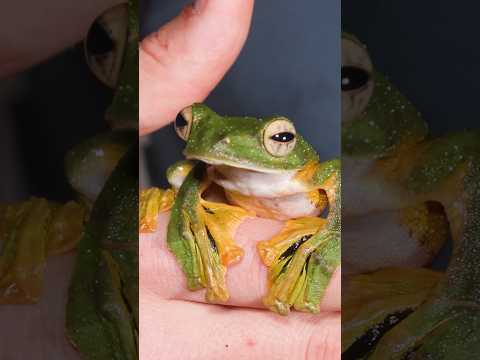 This Frog can FLY