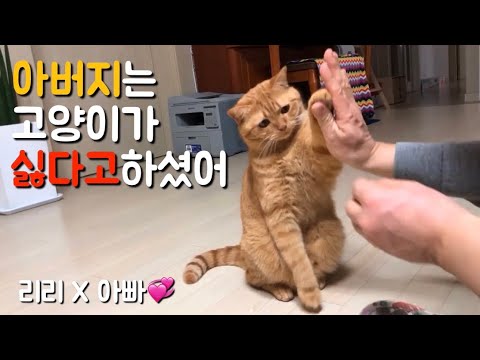 고양이가 싫다고 했던 우리 아빠, 현재 아빠의 모습은? 리리와 아빠의 사랑스러운 캐미보러오세요💕