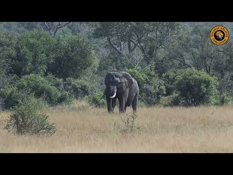 Kruger's Gentle Giants