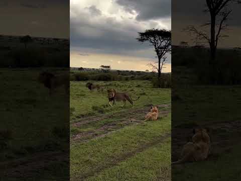 Lions Fighting #travelfromhome #wildlife #viral #shorts #ytshorts #nationalpark #photography #nature