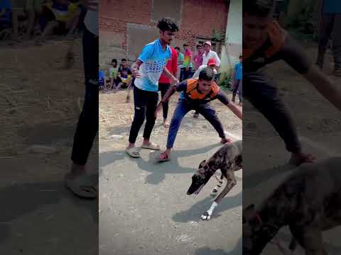 Kolhapur dog race | #sharyat #dograce