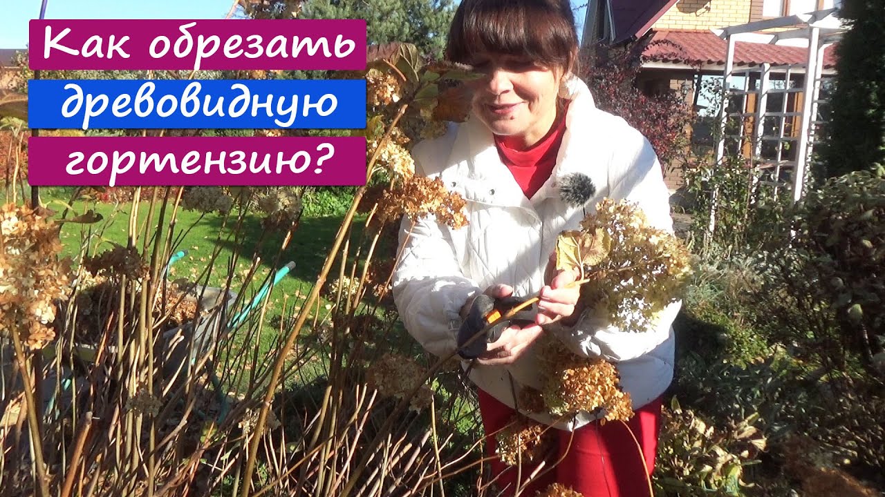 Обрезка ДРЕВОВИДНОЙ гортензии. Обрезайте только ОСЕНЬЮ!