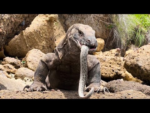 New Komodo Dragon Eat and Swallow Electric Eel Alive