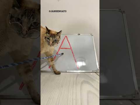 GATO APRENDENDO A LETRA “A” DO ALFABETO