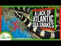 Sea Snakes and Their Absence in the Atlantic
