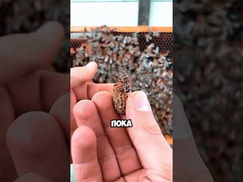Зачем уничтожают яйца пчёл? 🐝🥚💥🤯 |#животные